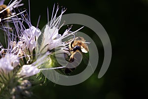 Bee, apis mellifera and honey plant phacelia.