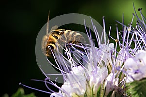 Bee, apis mellifera and honey plant phacelia.