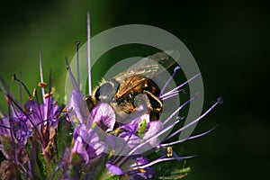 Bee, apis mellifera and honey plant phacelia.