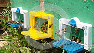 Bee : apis mellifera Honeybees in front of their hive Honey bees in front of their hive close up bee worker insects, insect, anima