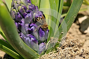Bee, apis mellifera and pollen-producing  spring plant Hyacinth.