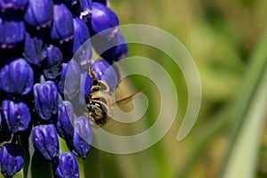 Bee, apis mellifera and pollen-producing  spring plant muscari. A sign of the first warm spring days