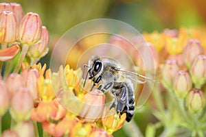 Bee - Apis mellifera - pollinates Asclepias Tuberosa - butterfly milkweed