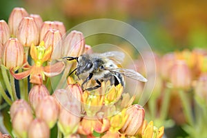 Bee - Apis mellifera - pollinates Asclepias Tuberosa - butterfly milkweed