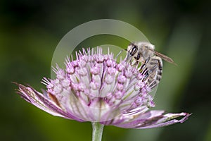 Bee - Apis mellifera - pollinates Astrantia Major