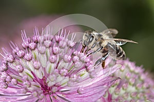 Bee - Apis mellifera - pollinates Astrantia Major