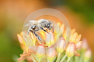 Bee - Apis mellifera - pollinates Asclepias Tuberosa - butterfly milkweed