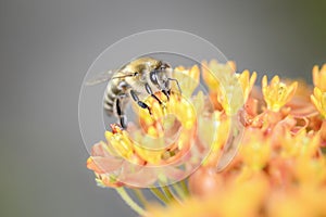 Bee - Apis mellifera - pollinates Asclepias Tuberosa - butterfly milkweed