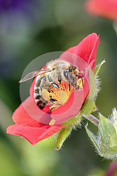 Bee - Apis mellifera - pollinates cinquefoils - Potentilla â€žFlamenco