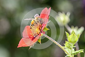 Bee - Apis mellifera - pollinates cinquefoils - Potentilla â€žFlamenco