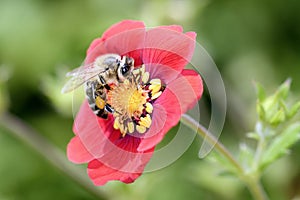 Bee - Apis mellifera - pollinates cinquefoils - Potentilla â€žFlamenco