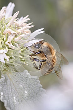 Bee - Apis mellifera - pollinates hite horehound - Marrubium incanum