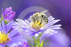 Bee - Apis mellifera - pollinates Michaelmas daisy - Aster novi-belgii