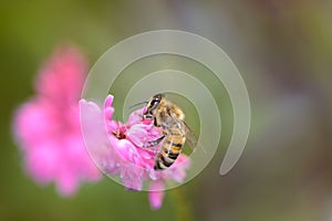 Bee - Apis mellifera - pollinates the princess-feather - Persicaria orientalis