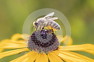 Bee - Apis mellifera - pollinates Rudbeckia fulgida