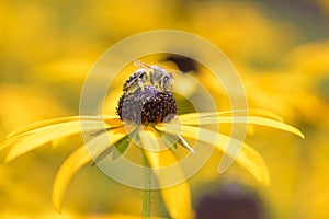 Bee - Apis mellifera - pollinates Rudbeckia fulgida