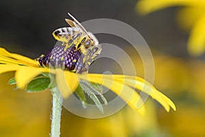 Bee - Apis mellifera - pollinates Rudbeckia fulgida