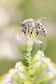Bee - Apis mellifera - pollinates a white heath aster - Symphyotrichum ericoides