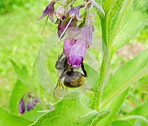 Bee Apis mellifera on a purple comfrey flower on a green bokeh background. Symphytum officinale