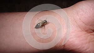 Bee: apis mellifera. Treatment by honey bee sting.