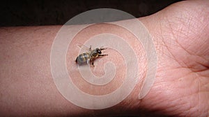 Bee : apis mellifera treatment by honey bee sting closeup honey bee stinging a hand close up bee worker insects, insect, animal, w