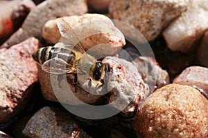 Bee, apis mellifera at a waterhole in an apiary.