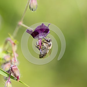 The bee Apis mellifera works on the flower dusky crane`s-bill Geranium phaeum. photo