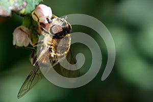 Bee / Apoidea
