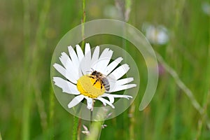 Bee     Apoidea    on a daisy in green nature