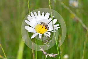 A bee     Apoidea    on a daisy in green nature