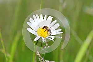 A bee     Apoidea    on a flower  in green nature
