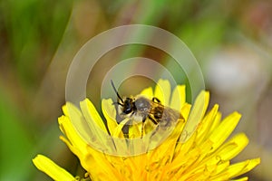 Bee     Apoidea    on yellow dandelions in green nature