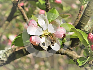 Bee on an Apple Blossom