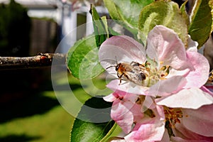 Bee on Apple Blossom