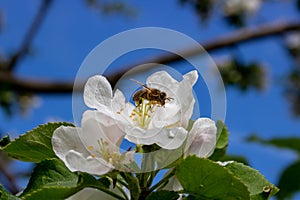 A bee on an Apple blossom . In spring, the bee pollinates the flowers. Small details close-up