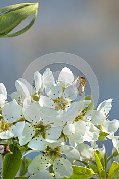 Bee on the apple flower