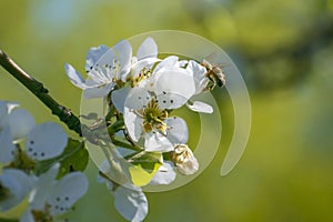 Bee on the apple flower