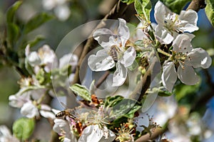 Bee in apple flower gathering pollen nectar honey. bee pollinating apple tree flowers