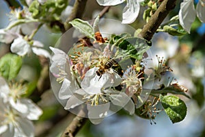 Bee in apple flower gathering pollen nectar honey. bee pollinating apple tree flowers