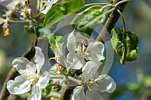Bee in apple flower gathering pollen nectar honey. bee pollinating apple tree flowers