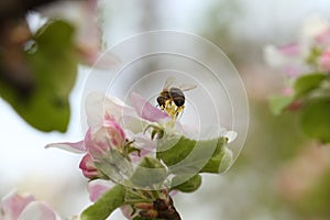 Bee on a apple flower on tree branch. Bee collecting pollen at a pink blossom. Spring blurred background, macro photo