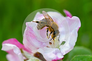 Bee in an apple tree blossom