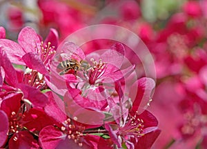 Bee on apple tree blossom