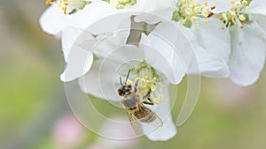 Bee on an apple tree flower. close up