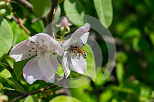 A bee on an apple tree flower among green leaves in defocus