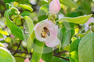 A bee on an apple tree flower illuminated by the rays of the spring sun