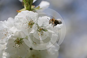 Bee Approaches Cherryblossom