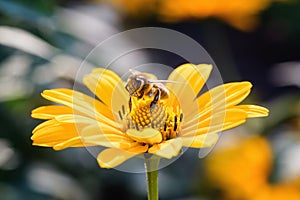 Bee on an Arnica blossom