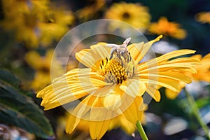 Bee on an Arnica blossom photo