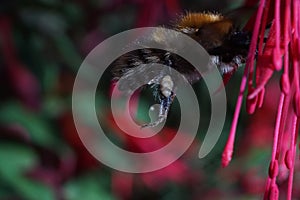 A bee arriving to pollinate a red and purple flower